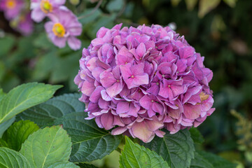 pink Bauernhortensie Endless Summer Makro Hydrangea macrophylla