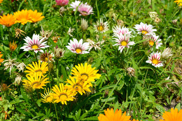 Yellow, white and orange flowers of Gazania on green summer meadow