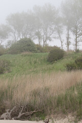 Grass and trees on hill on foggy day on a beach at the Baltic Sea in Rerik, Germany on a spring day.