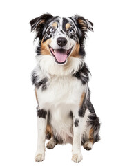 Joyful Australian Shepherd Dog on White Background