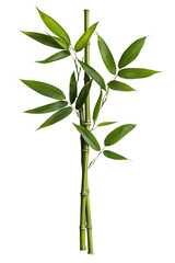 Fototapeta premium A bamboo plant cluster, isolated on transparent background, PNG file, showing tall, slender stalks with fresh green leaves