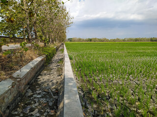 Ditch and rice fields that dried up due to long drought,location in Sukoharjo,Central java,Indonesia.