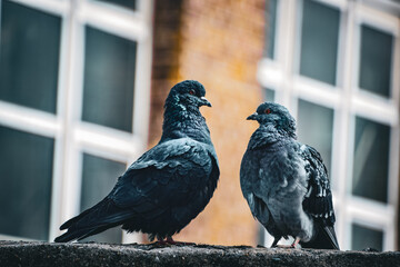 Two pigeons sitting on a wall