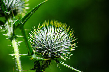 Macro details of thistle in the grass