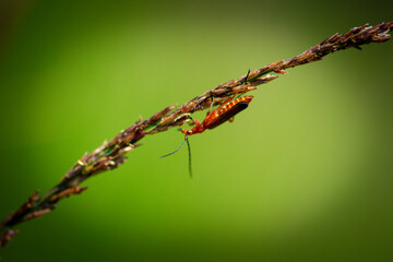 Closeup on a red bug sitting on a wheat leaf
