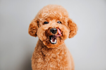 A small red poodle on a grey background licks after a delicious meal, close up. Front view