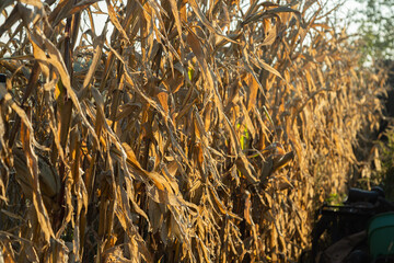 Dry corn leaves in the field