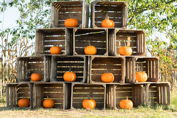 Orange pumpkins stacked in wooden crates