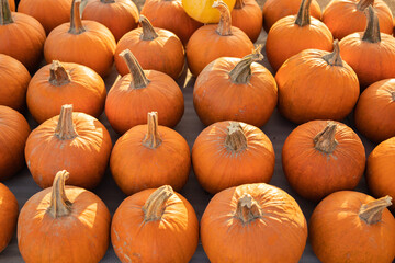 Pumpkins are laid out in neat rows