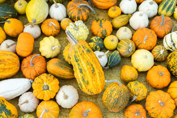 Many colorful pumpkins of different shapes