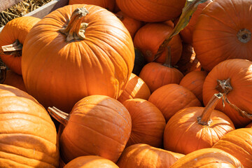 Big orange ripe pumpkins close-up