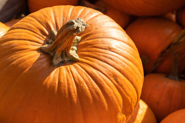 Orange round pumpkin close-up
