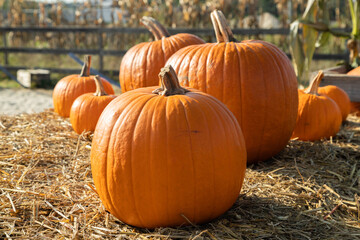 Big orange pumpkin close-up on the field