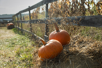 Pumpkins on a farm by the fence