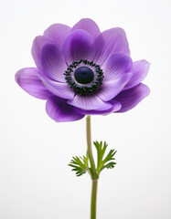 Single Purple Anemone Flower on White Background