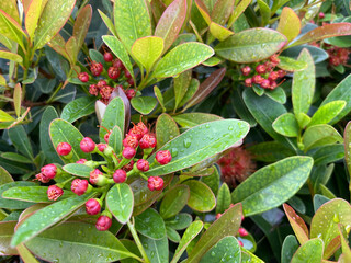 Lush green foliage features clusters of budding red flowers, showcasing vibrant color and healthy plant growth.