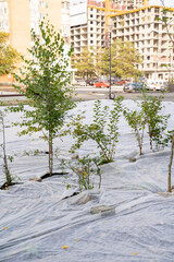 In a vast and expansive open field, a diverse and vibrant group of trees is thriving and...