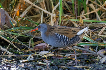 An adult water rail goes in the swamp perpendicular to the camera lens.