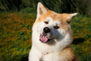 Portrait of a female dog Akita breeds with a green grass background.