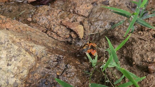 Grapsus Sesarma Haematocheir in natural habitats. Chiromantes Haematocheir is a Mudflat Crab Endemic to East Asia - South Korea. Red-clawed Crab or Akategani
