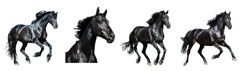 Set of black horse images, isolated on a transparent background