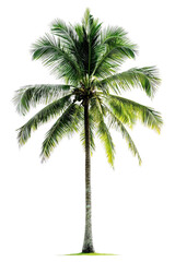 A coconut tree with long, sweeping fronds and coconuts, isolated on transparent background, PNG file, evoking a tropical island vibe