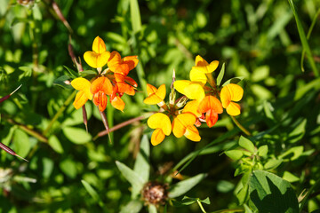 Gewöhnlicher Hornklee (Lotus corniculatus) begegnet auf der Schwäbischen Alb
