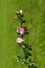 Kriechende Hauhechel (Ononis repens) begegnet auf der Schwäbischen Alb