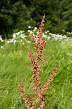 Strau&szlig;bl&uuml;tiger Sauerampfer (rumex thyrsiflorus) begegnet auf der Schw&auml;bischen Alb