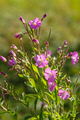 Zottiges Weidenöschen_Epilobium hirsutum_begegnet auf der Schwäbischen Alb