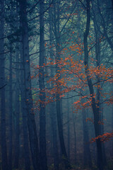 misty autumn forest in the morning