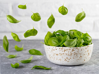 Flying fresh green basil leaves and bowl with spinach on gray table and white brick wall background. Fly spinach. Cooking pesto and raw food concept.
