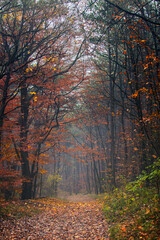 Fototapeta premium misty autumn forest