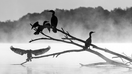 Silent Watchers: Birds at Dawn