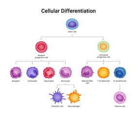 Cell Differentiation of Physiology Science © twinklepicture