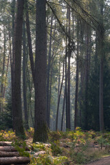 Morgenstunde im Kiefernwald mit Farn im September