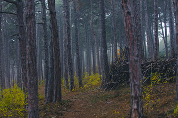 misty autumn forest in the morning 