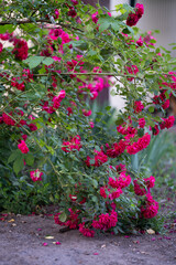 Naklejka premium Burgundy Iceberg Rose close up. Multiply purple roses on shrub on summer evening. Vertical photo