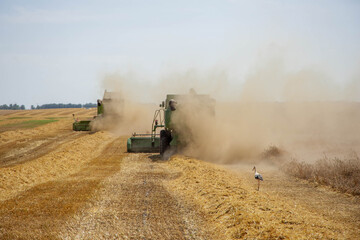 Herons and combine harvester on mown stubble.