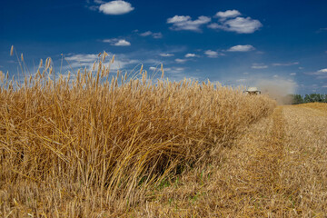 A combine harvester mows a field of wheat