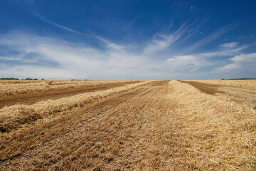 Field of mown wheat against blue sky