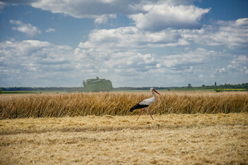 Herons and combine harvester on mown stubble.