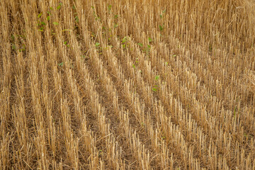 On the field rows of stubble of mown wheat texture
