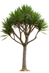A dragon tree with spiky, sword-shaped leaves, isolated on transparent background, PNG file, ideal for a desert or exotic environment