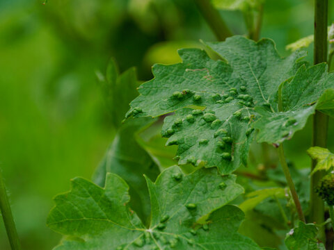 Grapevine leaf showing symptoms of phylloxera infection