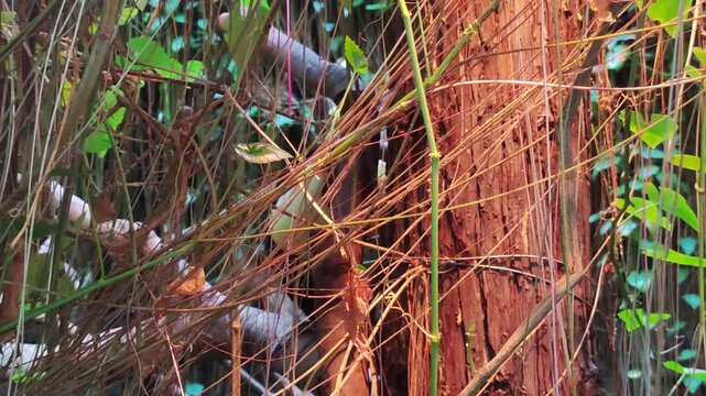 a toucan take the fodder hiding behind the bush in the zoo