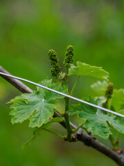 Young grape bunches developing on vine in springtime