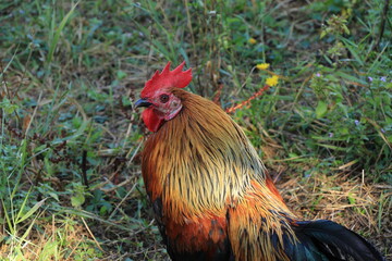 Beautiful Rooster with Shining Feathers Close Up