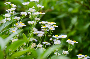 delicate flower of white chamomile. Matricaria chamomill