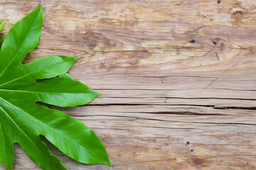 Green and white plants on a wooden. Plant wood nature concept. A wooden board with green and white plants on the . A wooden board with green plants lifestyle on the.